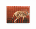 Sunset Kangaroo